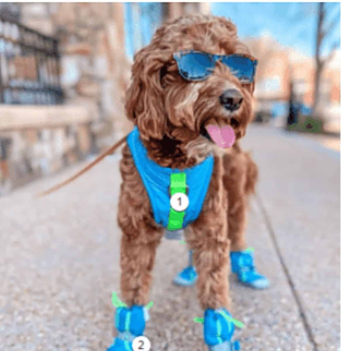 Brown Doodle dog in blue summer accessories and sunglasses.