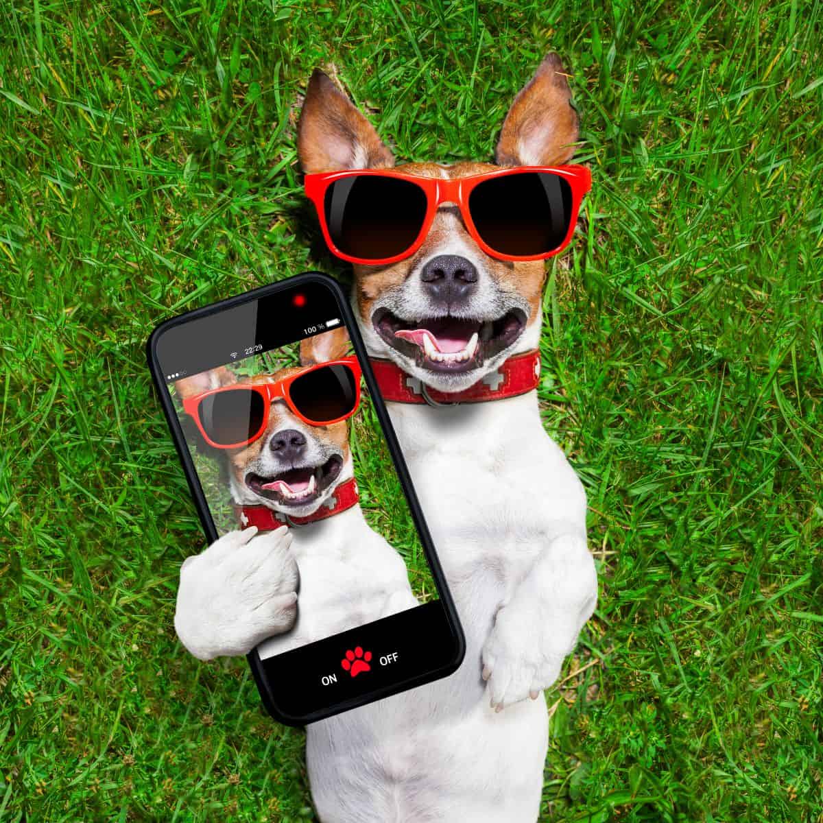 Small brown and white jack Russell terrier in red sunglasses holding a phone taking a selfie for Instagram.