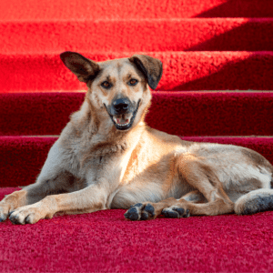 dog on red carpet looking into the camera with one ear up and one ear down