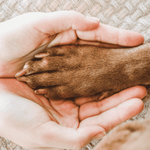 person holding dog paw with two hands