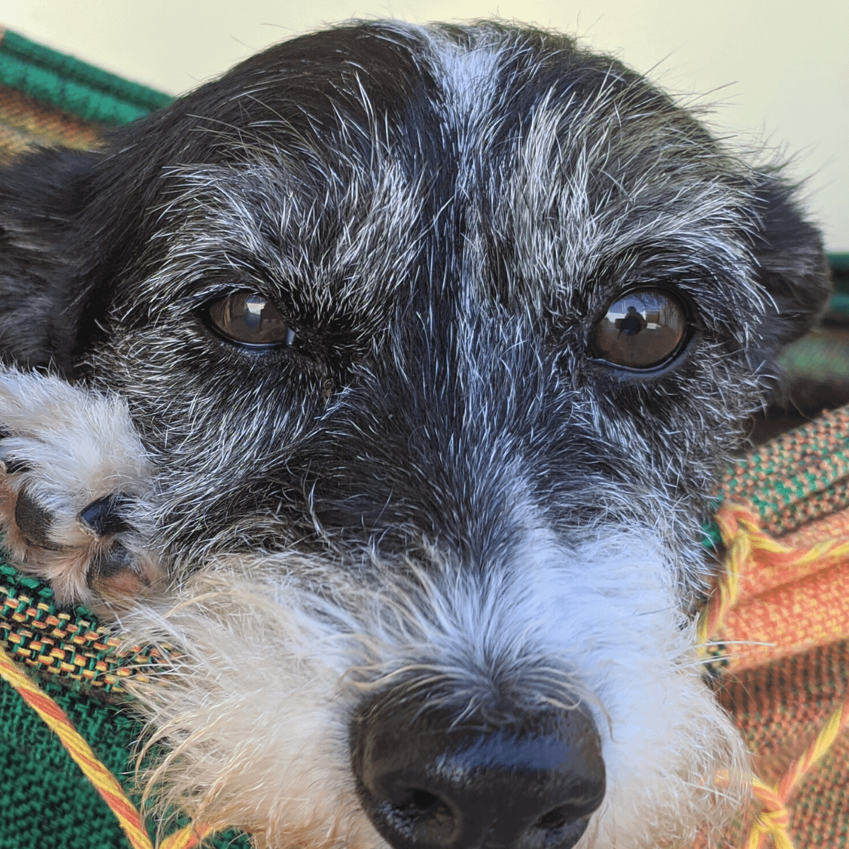 Senior dog terrier like with grey muzzle and gray body staring into the camera