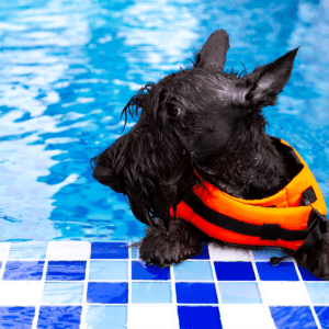 black schnauzer type dog in an orange life jacket at the pool edge