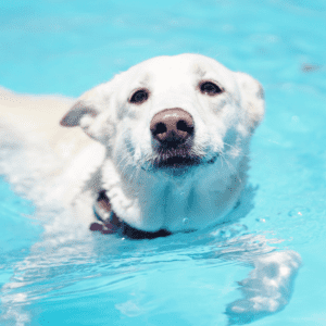 White Labrador type dog swimming an a bright blue pool