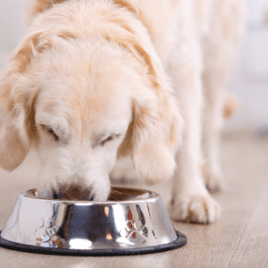 Beige senior dog eating from a stainless steel bowl