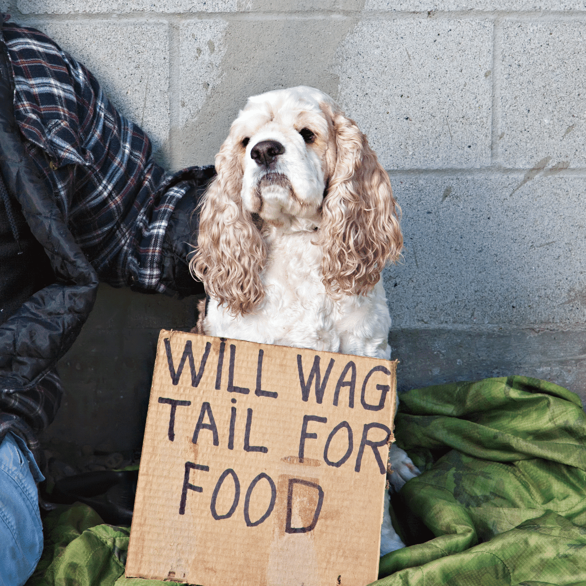 Spaniel dog with large bushy ears that is white and brown holding a sign will wag for food