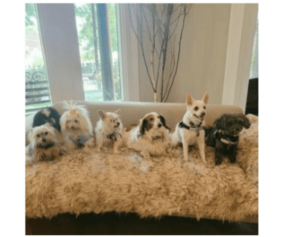6 small senior dogs of all different breeds sitting on a sofa in a line.