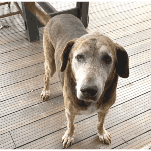 Senior mixed breed dog looking into camera brown and black color with a grey muzzle
