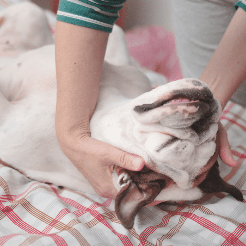 Doggie massage being performed on bulldog lying on back with his eyes closed