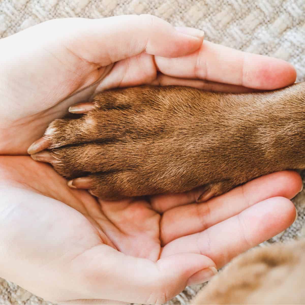 Two hands of a Caucasian person together with a brown dog paw sitting in the hands being held.