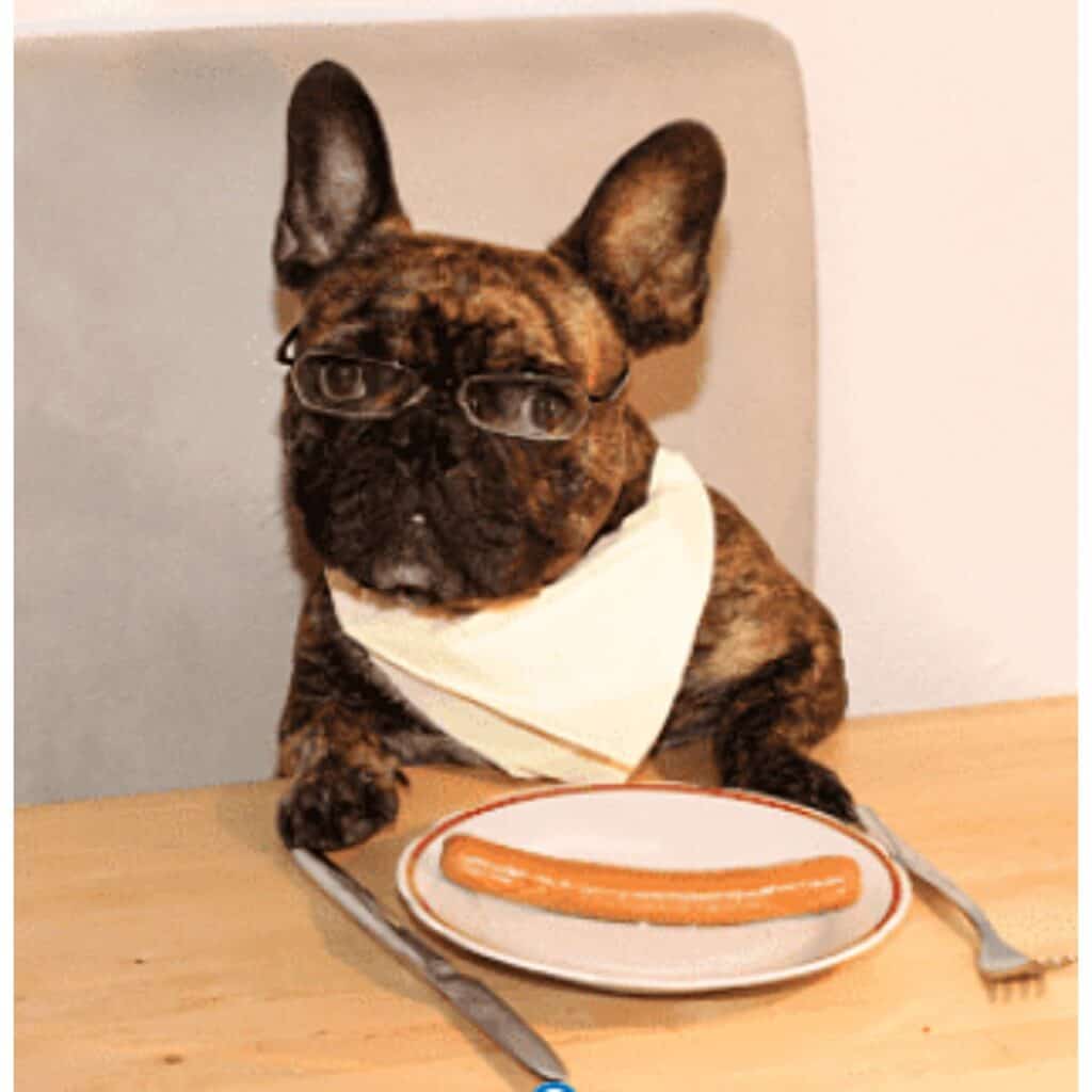 Small brindle French bulldog sitting at a table with plate fork and knife and sausage getting ready to eat.