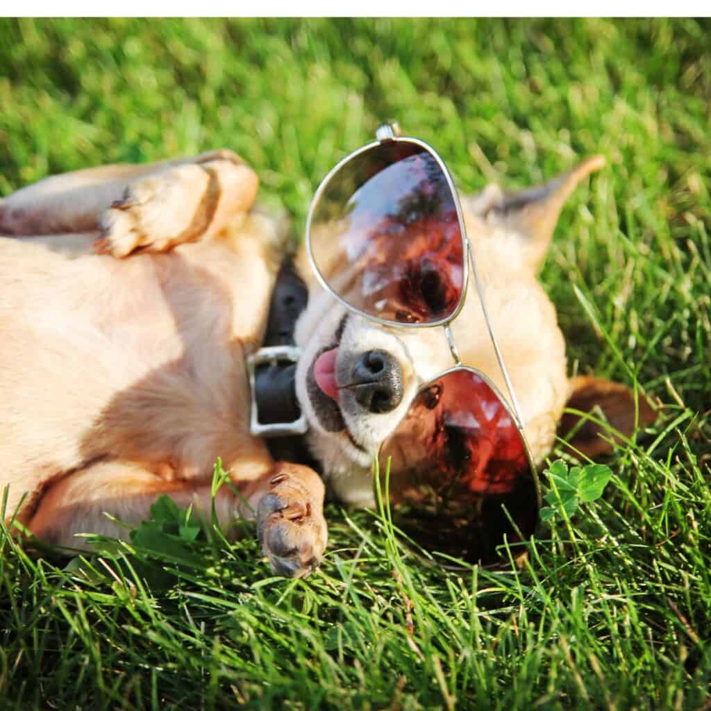Dog wearing sunglasses posing for photo lying in the grass in the sunshine.
