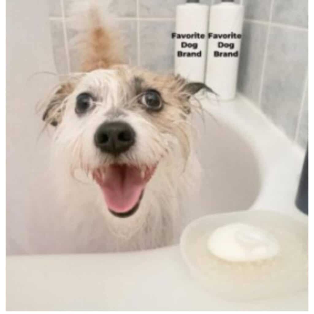 Brown and white dog getting a bath with shampoo that shows it could be branded.