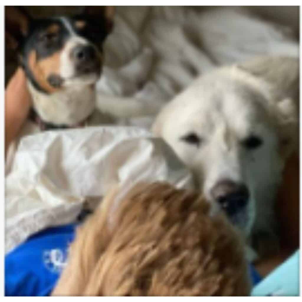 Rat terrier and Great Pyrenees jumping in bed to wake up a boy,