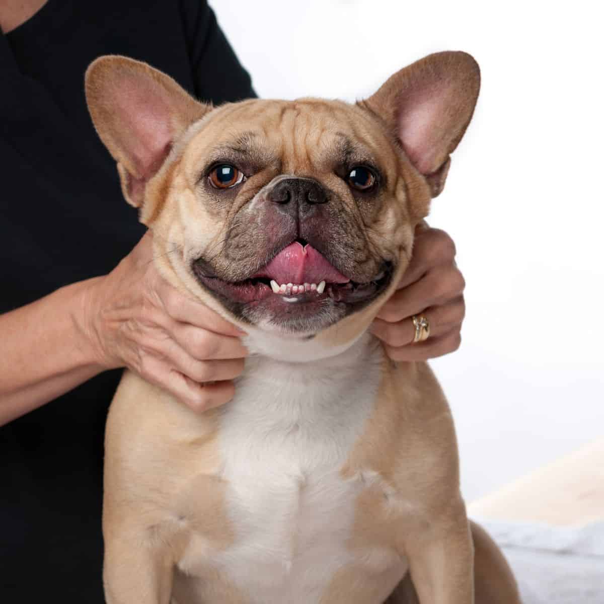 Fawn pug dog with tongue out getting a massage with two hands around his neck.