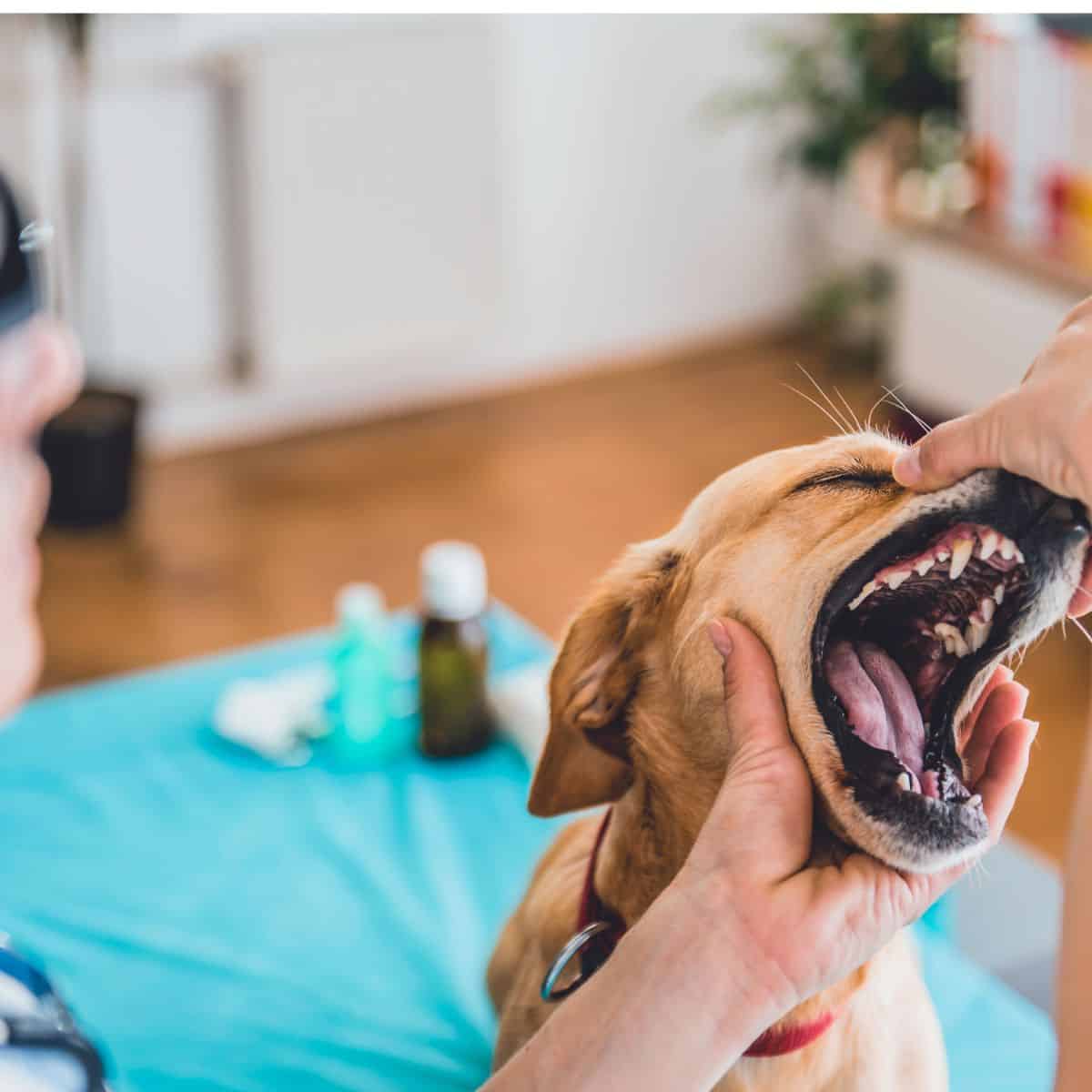 Person inspecting a dog's teeth with a blue blanket and vet supplies in the background.