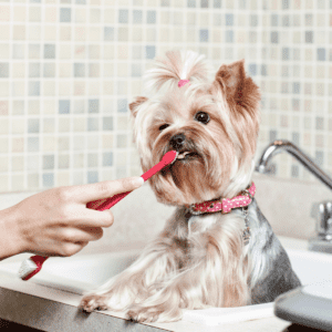 person brushing the teeth a dog that is beige and grey