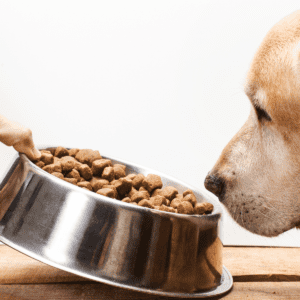 yellow lab looking at a metal dog bowl full of kibble 
