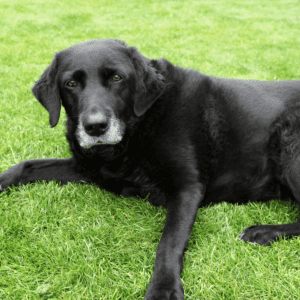 black senior dog lying on green grass with greying muzzle