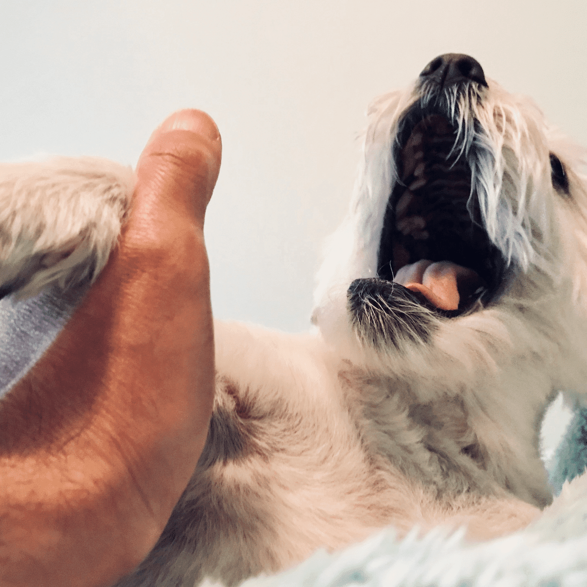 cream colored medium size dog holding paw up to human in a close up picture and seemingly crying out in pain