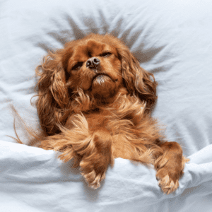 Dog brown spaniel type lying on back in white sheets in a bed