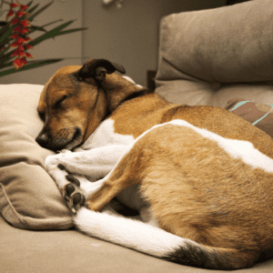 brown and white dog lying on a pillow sleeping