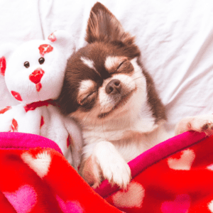 Small black and white dog surrounded by heart blankets lying in bed with its eyes closed
