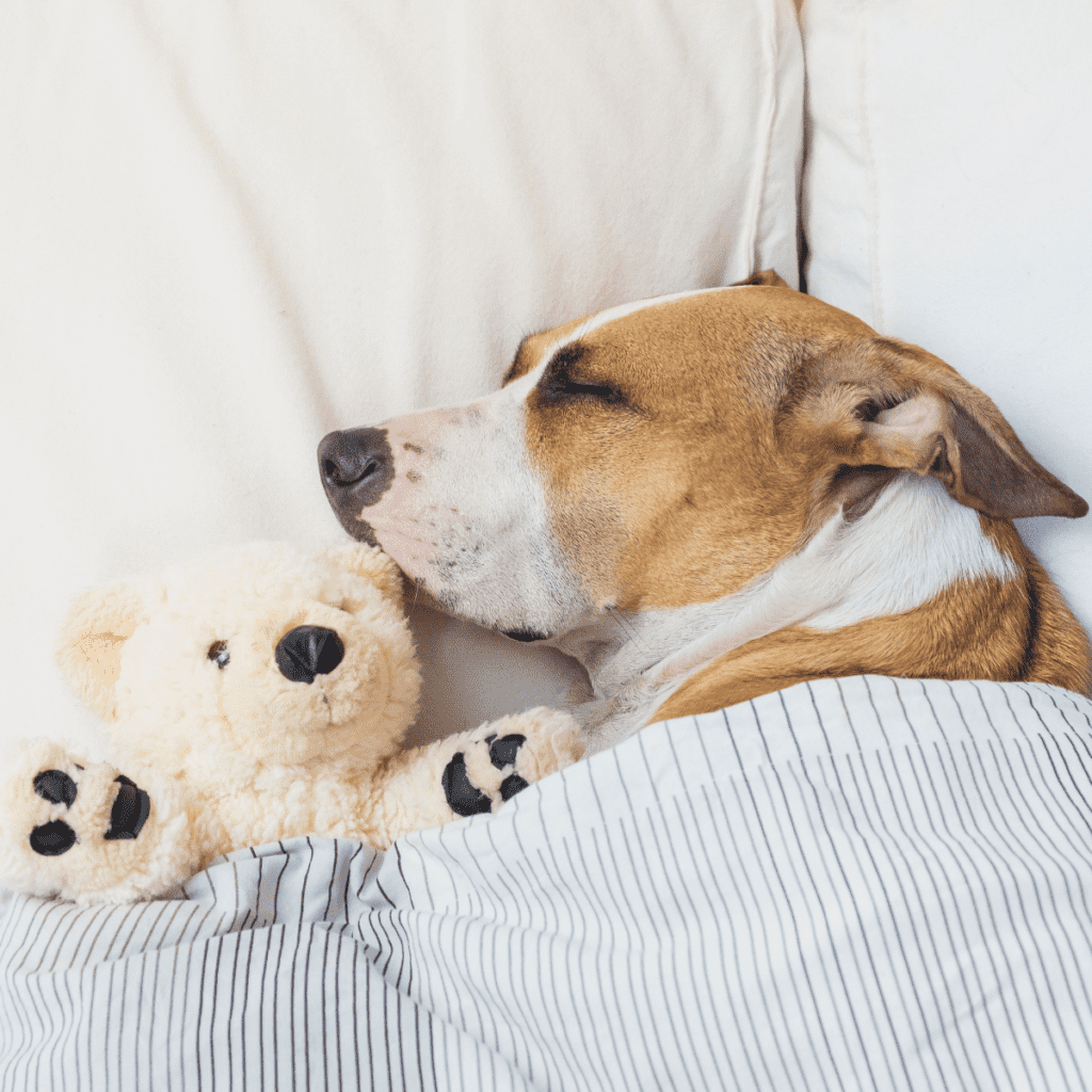 brown and white dog in bed with a small beige teddy bear under the covers of white blanket and sheets