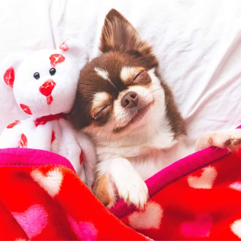 Sleeping brown and white dog next to a snuggly in a bed with red heart blanket covering the dog.