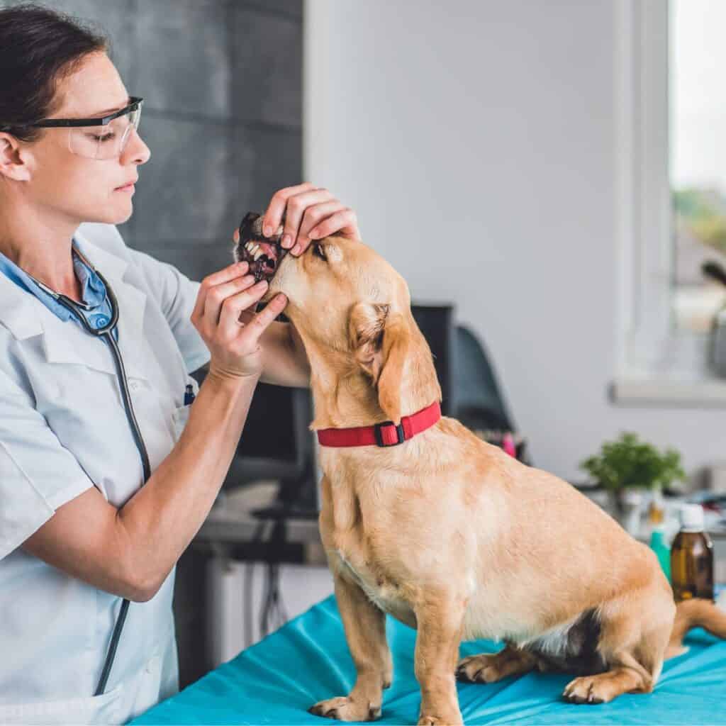Vet in a white jacket looking into a brown dogs mouth to look for teeth issues.