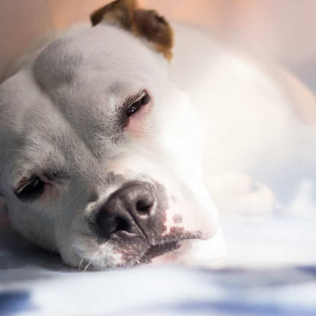White dog lying on a white pad with eyes half open looking sick from dog worm infestation.