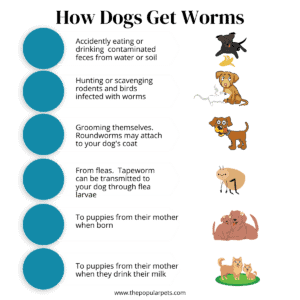 an infographic depicting how dogs get worms which includes seven ways dogs get worms and an image of that way