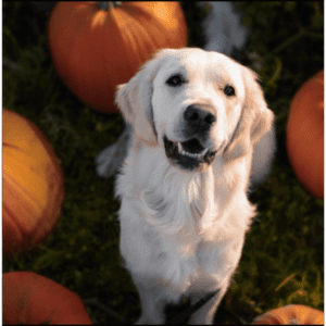 Golden retriever light in color sitting and looking into the camera surrounded by pumpkins