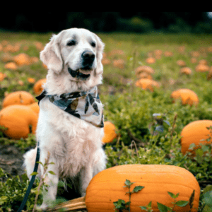Golden Retriever standing in a pumkin patch with a dog bandana on 