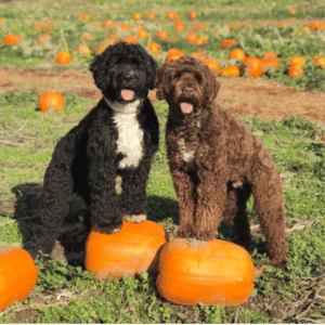 two dogs standing on a pumpkin one brown and one black and white