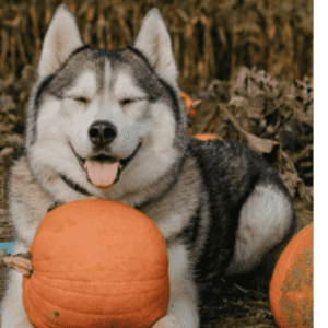 husky dog staring into the camera with mouth open with a pumpkin between his legs