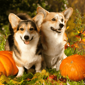 two corgi dogs in a field standing beside each other and standing beside pumpkins