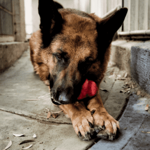 German shepherd chewing on a kong toy while lying on cement