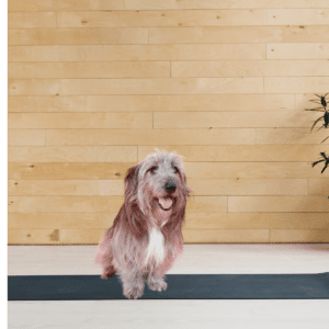 Shaggy grey dog sitting on a black yoga matt Infront of a wood paneled wall 