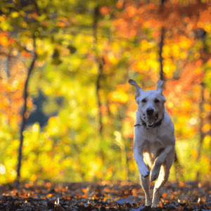 light colored dog running through a fall forest 