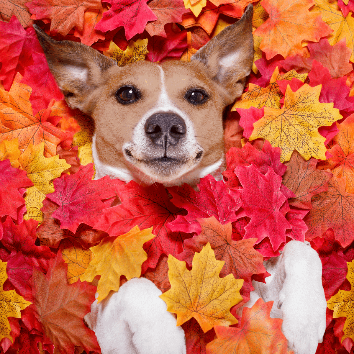 Brown and white dog looking into the camera in a bed of leaves that are red and orange in the fall