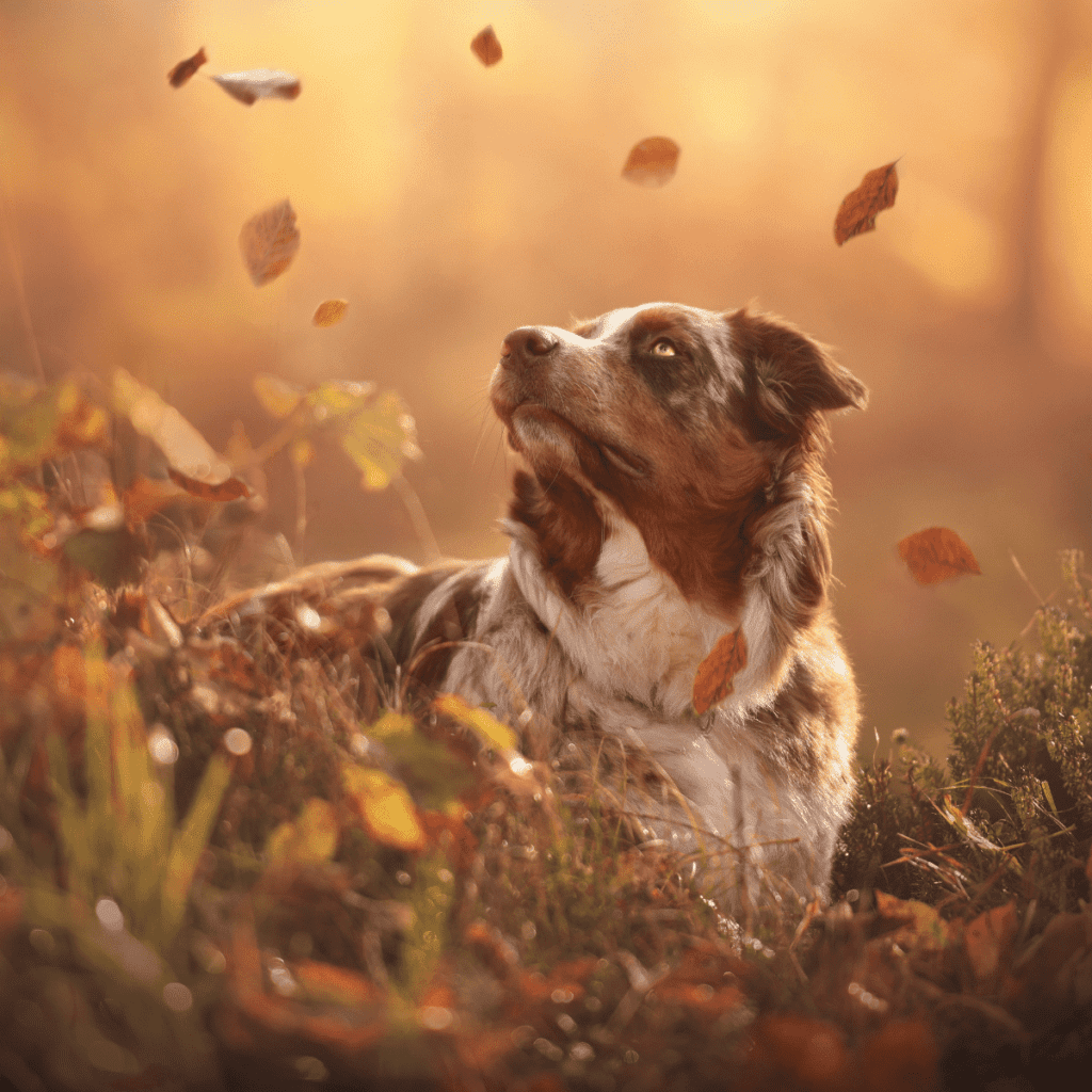 herding dog staring up into the fallen leaves
