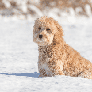 mini golden doodle sitting in a field of snow