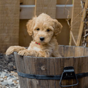 mini goldendoodle in a wooden tub looking into the camera with a red collar on