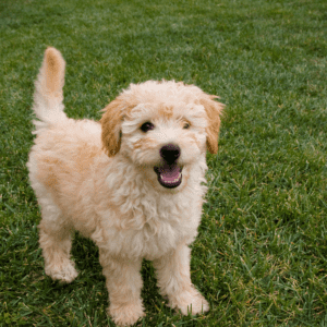 Mini Goldendoodle light in color looking into the camera while standing on grass alert with mouth open