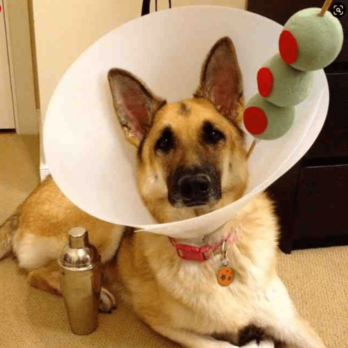 German shepherd in a plastic cone with olives to make a doggie martini costume