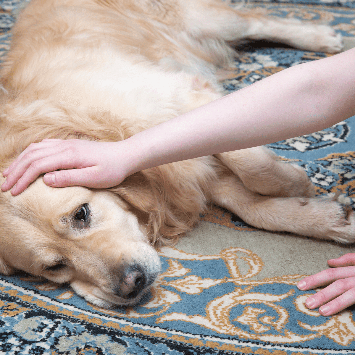 golden retriever dog looking ill and sick and lying on colored carpet with someone petting his head