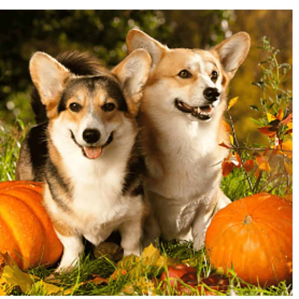 Two brown white and dark brown corgi dogs in a pumpkin patch.