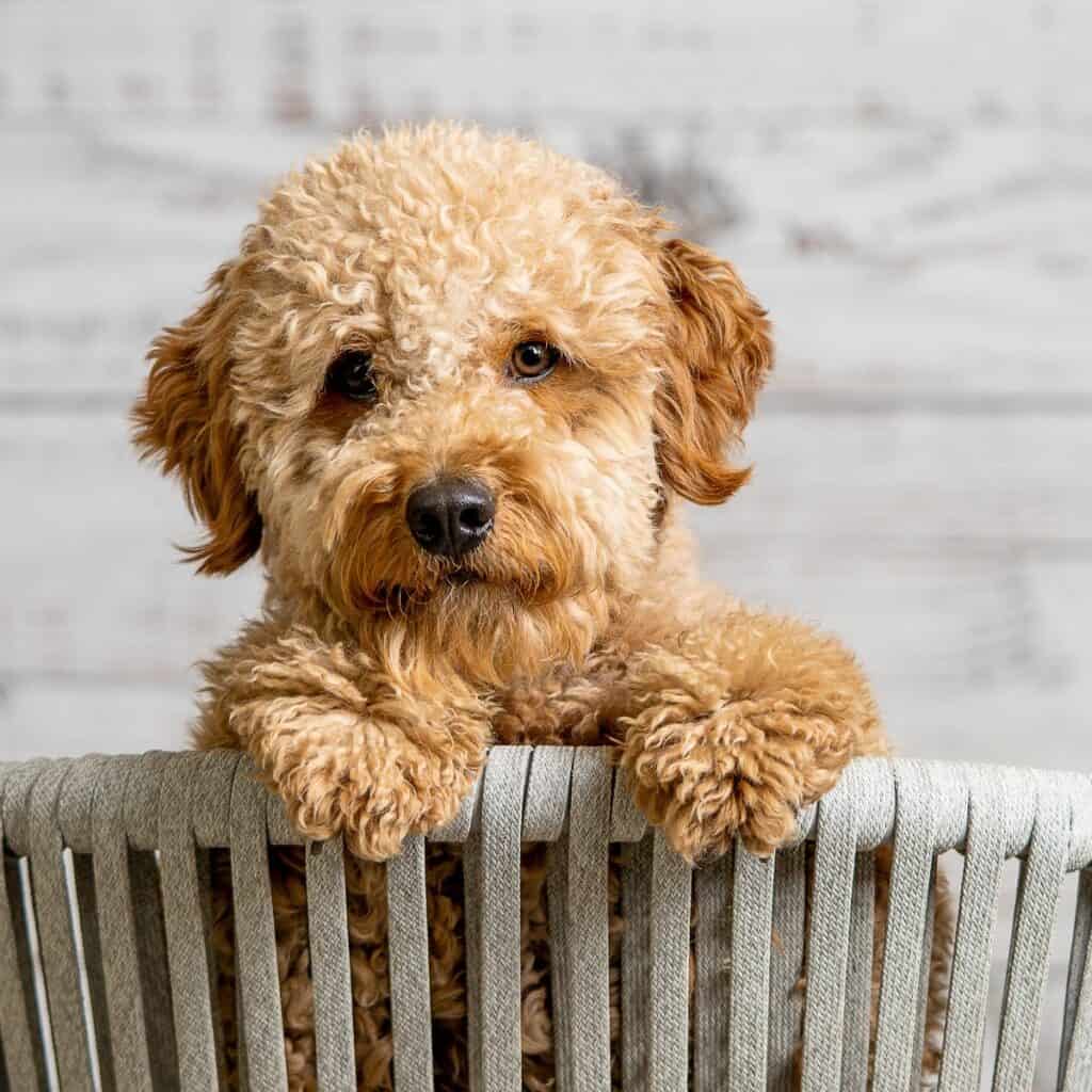 Beige Mini Goldendoodle peeking out of a wooden bucket.