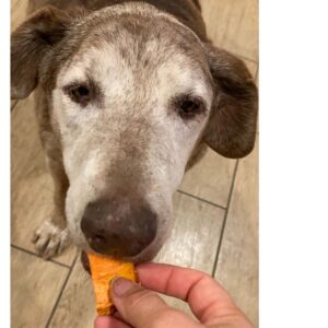 giving greying senior dog sweet potato air fryer dog treats