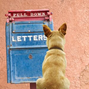 Dog looking at blue mailbox after mailing at home parasite test results